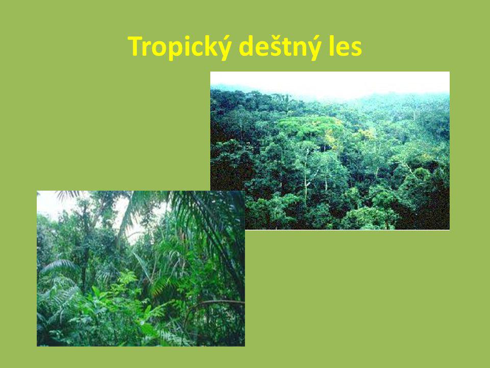 Tropický deštný les