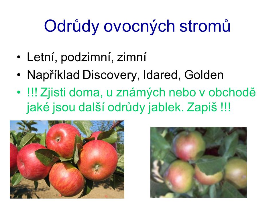 Odrůdy ovocných stromů Letní, podzimní, zimní Například Discovery, Idared, Golden !!.