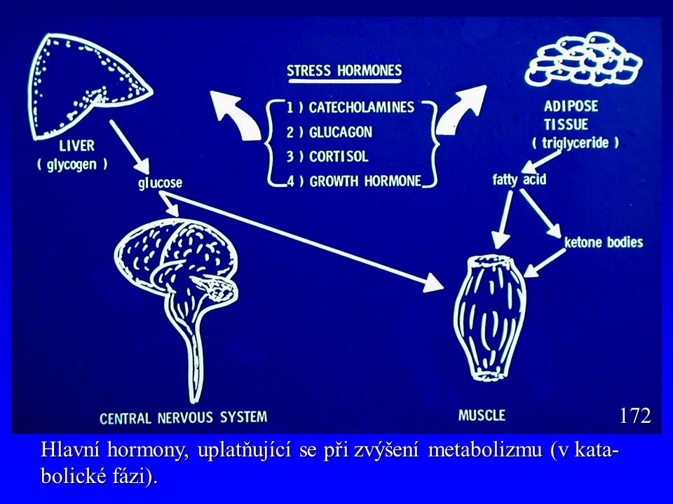 Hlavní hormony, uplatňující se při zvýšení metabolizmu (v kata- bolické fázi). 172