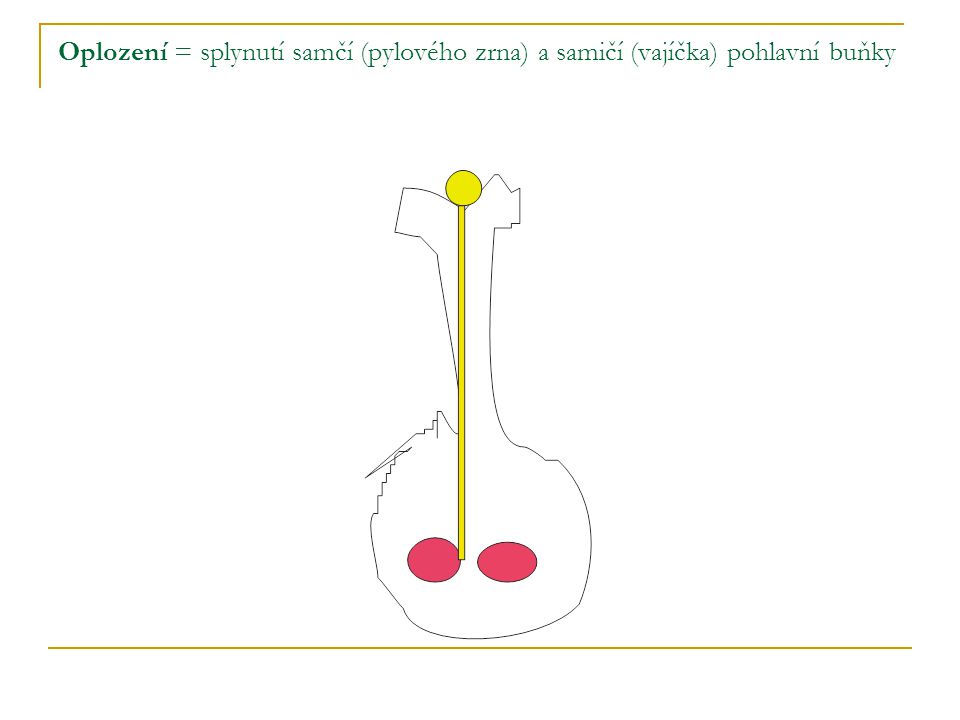Oplození = splynutí samčí (pylového zrna) a samičí (vajíčka) pohlavní buňky