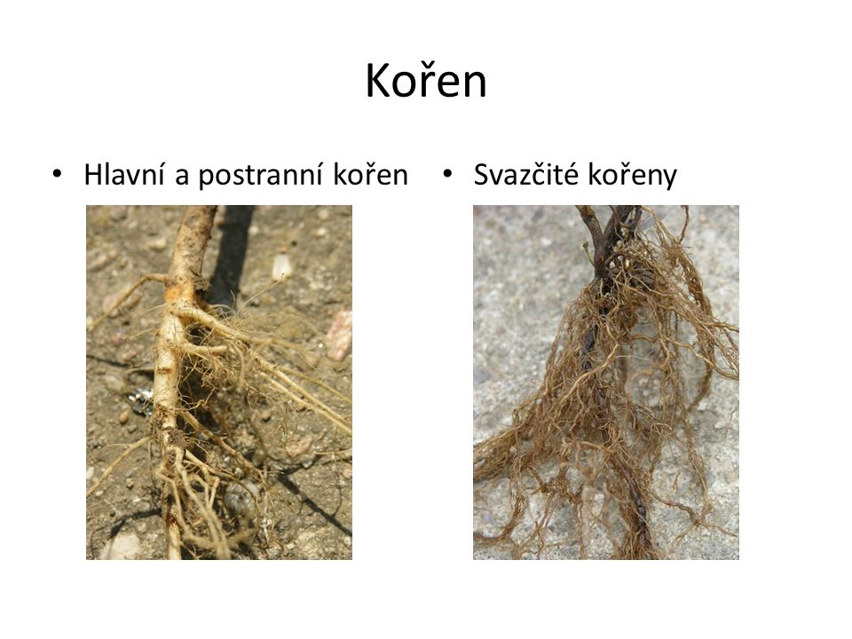 Kořen Hlavní a postranní kořen Svazčité kořeny