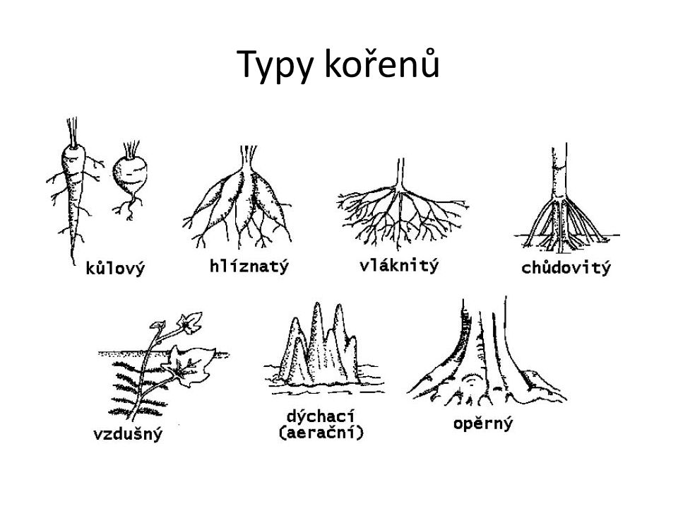 Typy kořenů