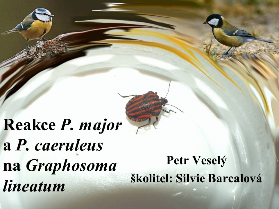 Reakce P. major a P. caeruleus na Graphosoma lineatum Petr Veselý školitel: Silvie Barcalová
